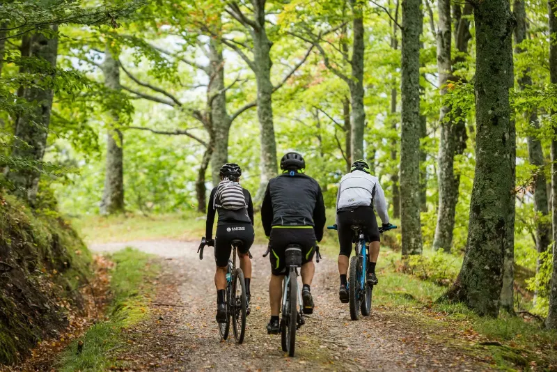 Tre ciclisti visti da dietro su una strada forestale dentro la faggeta
